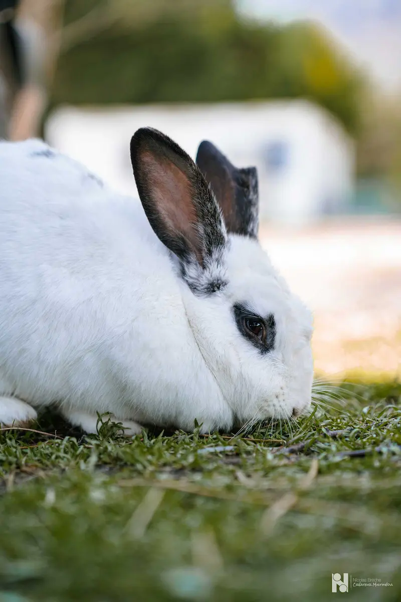 lapin-blanc-noir