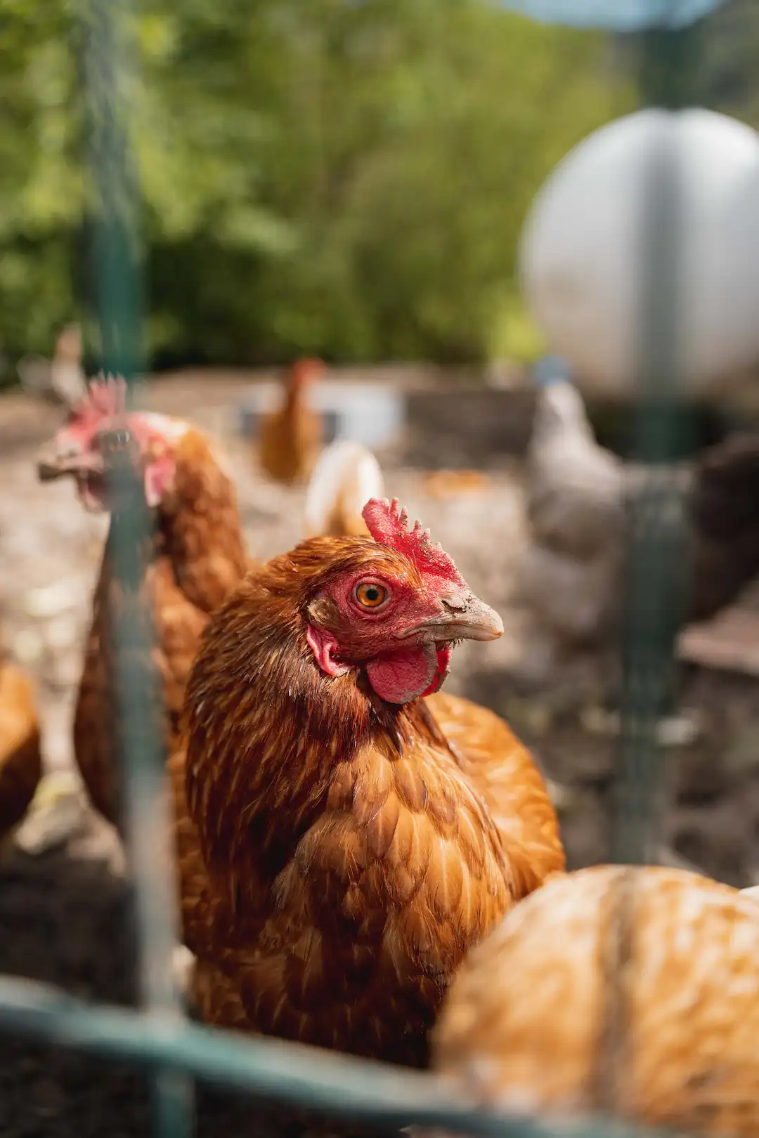 portrait-poule