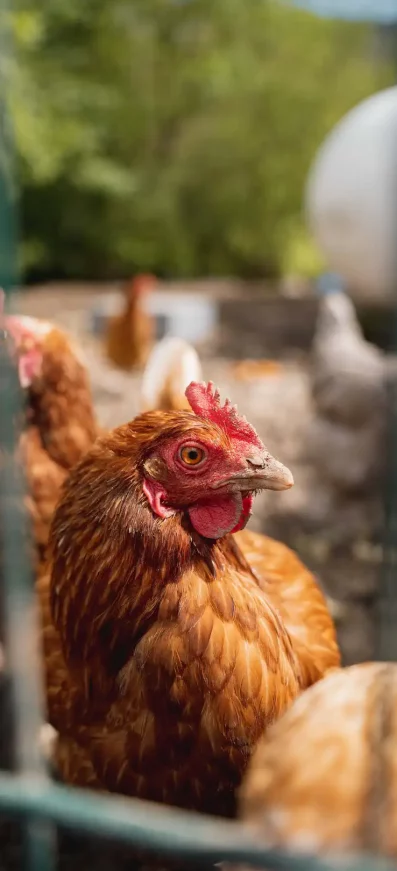 portrait-poule